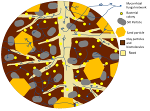 Figure 3. Root rhizosphere