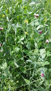 Figure 5. Dairy cattle forage - pea, barley, rye, red clover, and triticale