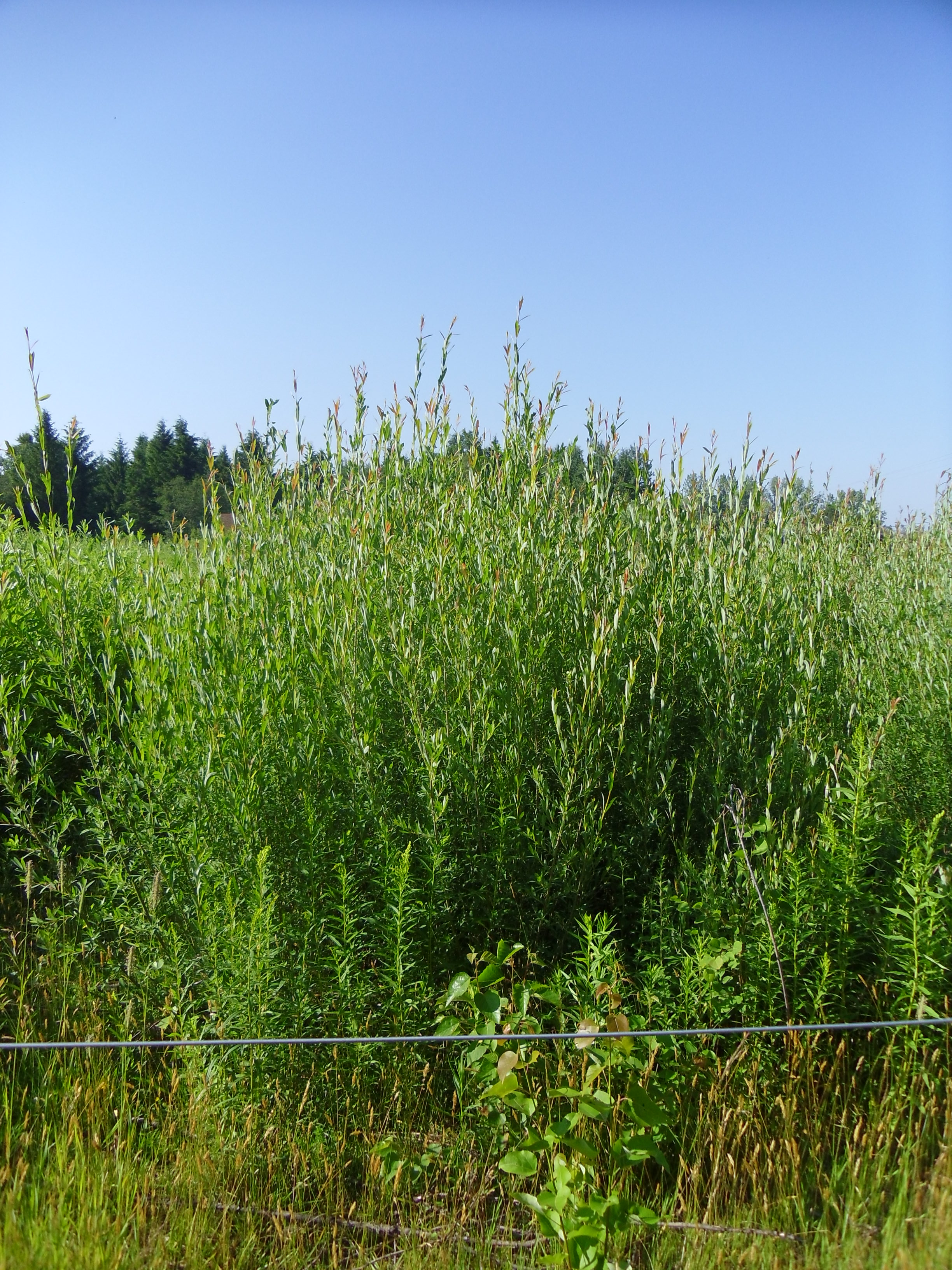 biomass willow