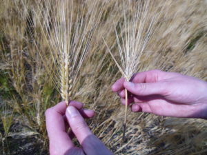 comparing barley heads