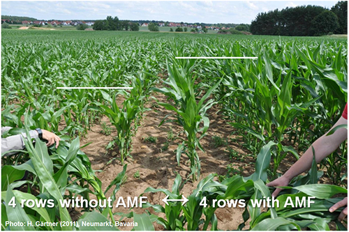Figure 4. Corn grown with and without arbuscular myccorhizal fungi (AMF)
