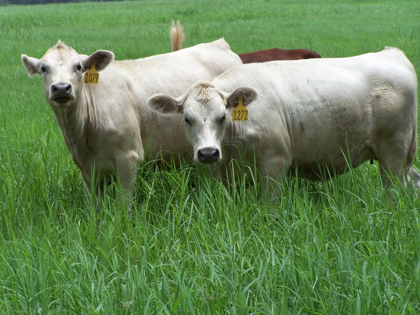 Figure 1. White Angus, University of Florida Range Cattle and Research Center, Ona, Florida