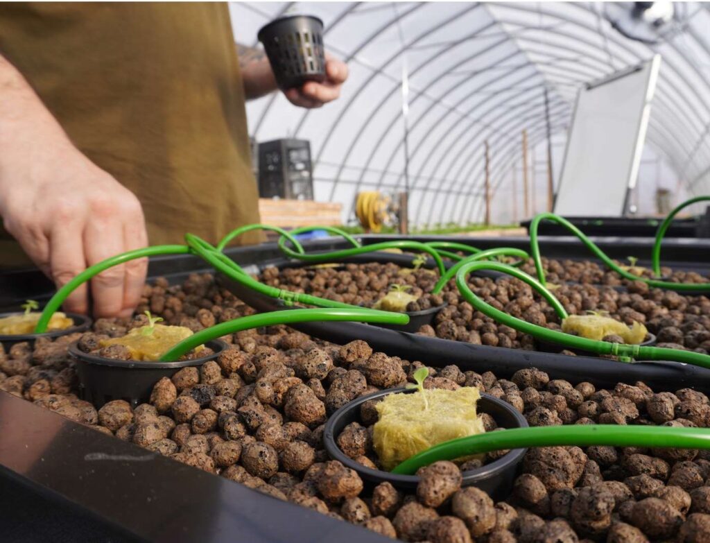 Growing Forward With Hydroponics In The North Rural Agri Innovation   Untitled Album Cover 1 1 1024x783 