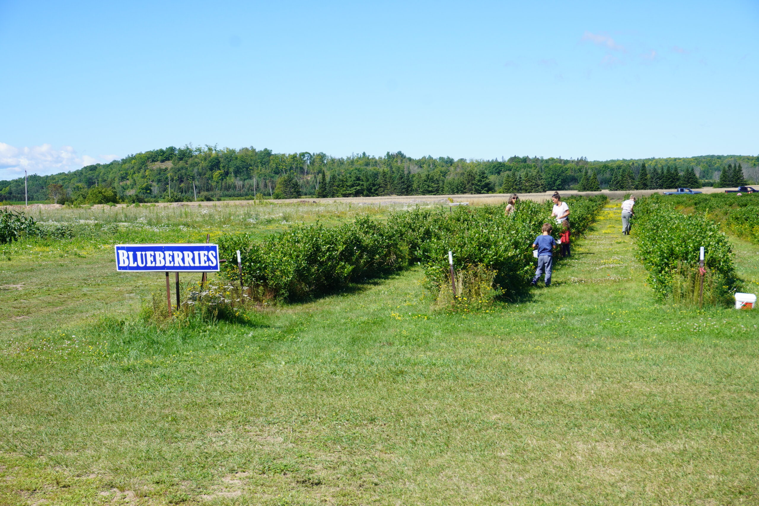 landscape shot of a field with visitors picking berries, a sign reads 'Blueberries' on the right side